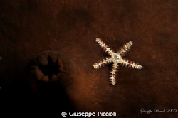 Micro spiny starfish by Giuseppe Piccioli 